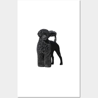 Portuguese Water Dog Posters and Art